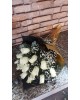 Beyaz Gül Buketi İthal (15 adet)